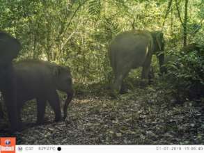 Asian Elephant herd camera-trapped in Cardamoms