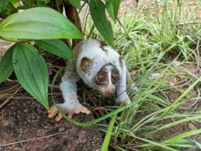 Bengal Slow Loris rescued from poacher by rangers