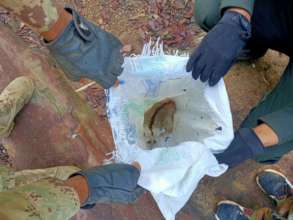 Lucky Loris found uninjured in poacher's sack