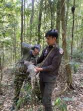 Carefully removing a live civet from a snare