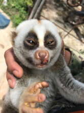 Slow loris found in bag on roadside