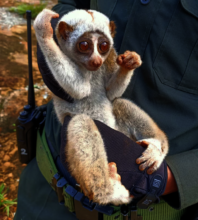 Ranger carrying Loris to tree for release