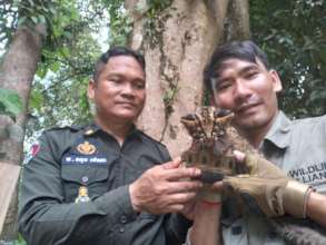 Cardamom rangers with Marble Cat kitten