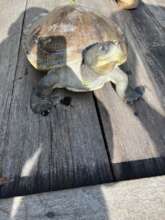 Turtle rescued from fishing hook, Chi Phat River