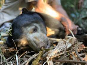 Sedated bear being treated for its snare wound