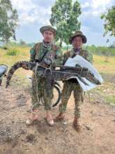 Siamese crocodile saved from fishing net