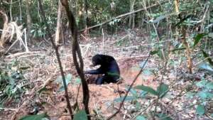 Sun bear with paw snared when found by rangers
