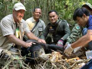 Vet treating snare wound on sun bear's paw