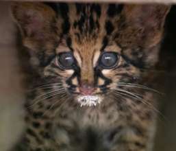 Rangers in Cardamoms rescued this rare Marbled Cat