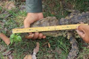 Measuring baby crocodile rescued in Sre Ambel