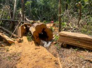 Bust of illegal loggers.