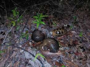 Releasing rescued pangolins and tortoise