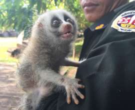 Endangered Loris rescued by rangers