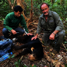 Sun bear saved from snare, treated and released!