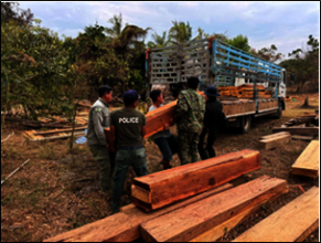 Confiscated illegally cut timber