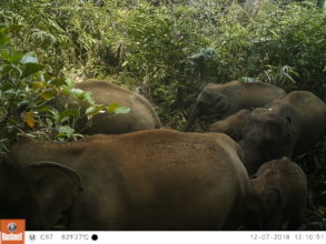 Herd of Asian elephants in the Cardamom Mountains