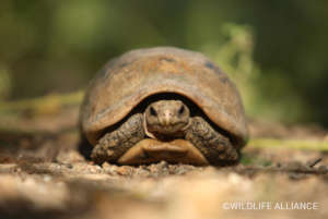 Elongated tortoise saved from a snare by rangers