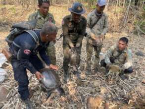 Five rescued Asiatic Softshell Turtles