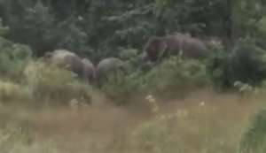 Herd of 20 elephants spotted by rangers in August