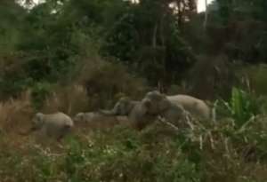 Rangers found these four elephants in September
