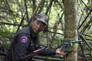 Ranger sets a camera trap.