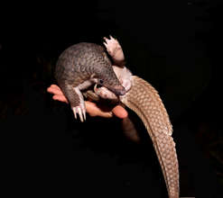 The Pangolin is Listed as Critically Endangered