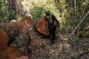 Aftermath of illegal loggers cutting in a PA