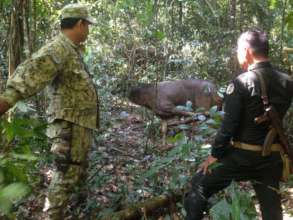 Rangers free sambar deer from poacher's snare