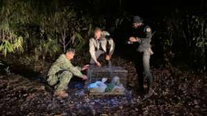 Rangers transporting rescued common palm civets