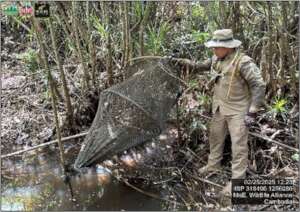 Rangers removing turtle nets