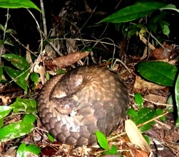 Rescued Pangolin