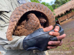Pangolins roll up into a ball for protection
