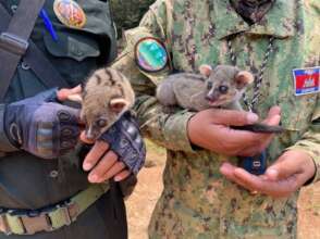 Rescuing two common palm civets