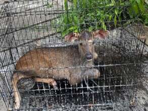 A rescued sambar deer ready for transportation