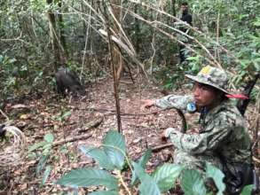 Wild pig saved from a snare by rangers, Nov. 2020