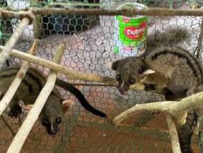 Wildlife Alliance caring for rescued palm civets