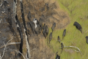 Aerial view of a group of wild boar