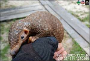 A rescued baby pangolin
