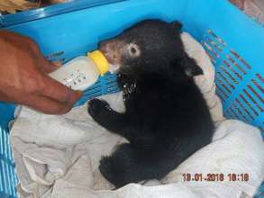 Rescued baby black bear cub