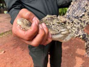Critically Endangered siamese crocodile rescued