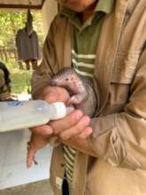 Handfeeding goats milk powder