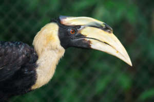 Great hornbills are found flying above