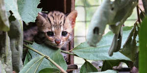 Leopard cat kitten safe after rescue