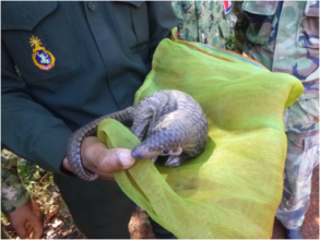 Pangolin rescued by Chhay Areng Rangers