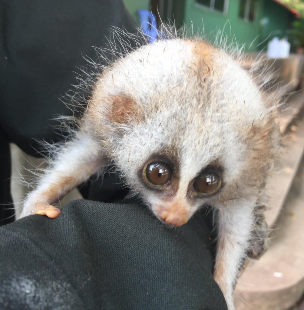 Rangers rescue Slow Loris