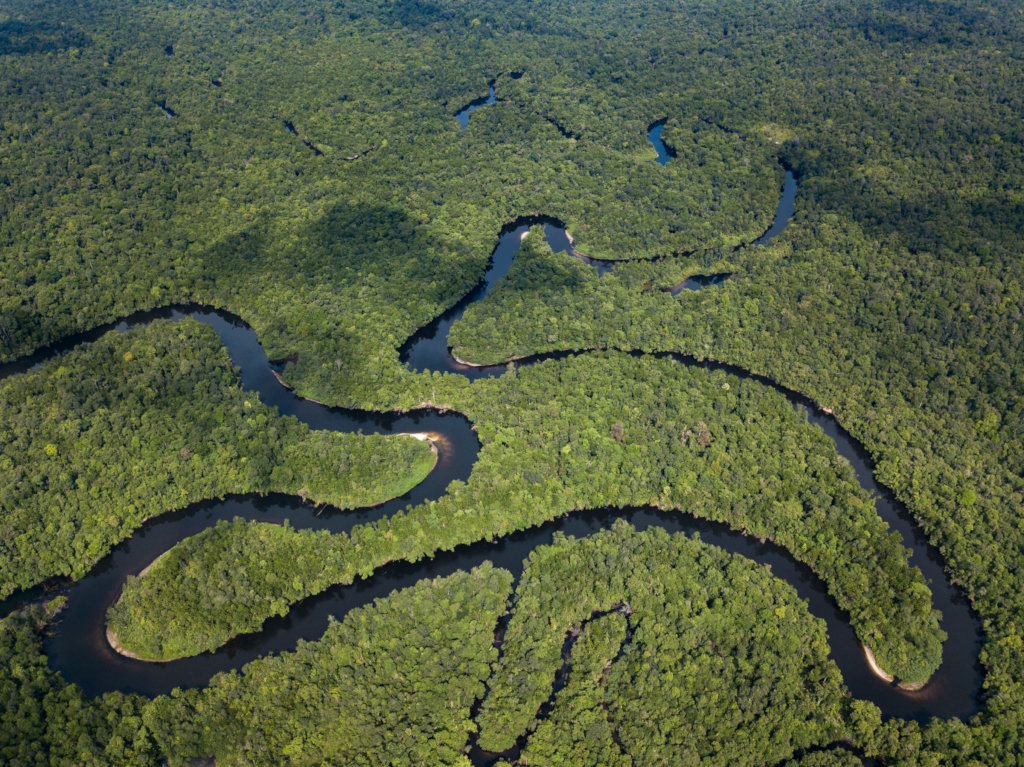 Cardamom Rainforest Landscape