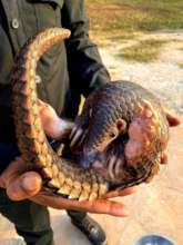 Rangers rescue Pangolin at Osum Tymur