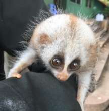 Rangers rescue Slow Loris