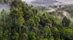 Cardamom Rainforest Landscape