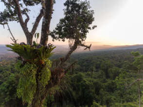 Cardamom Rainforest Landscape